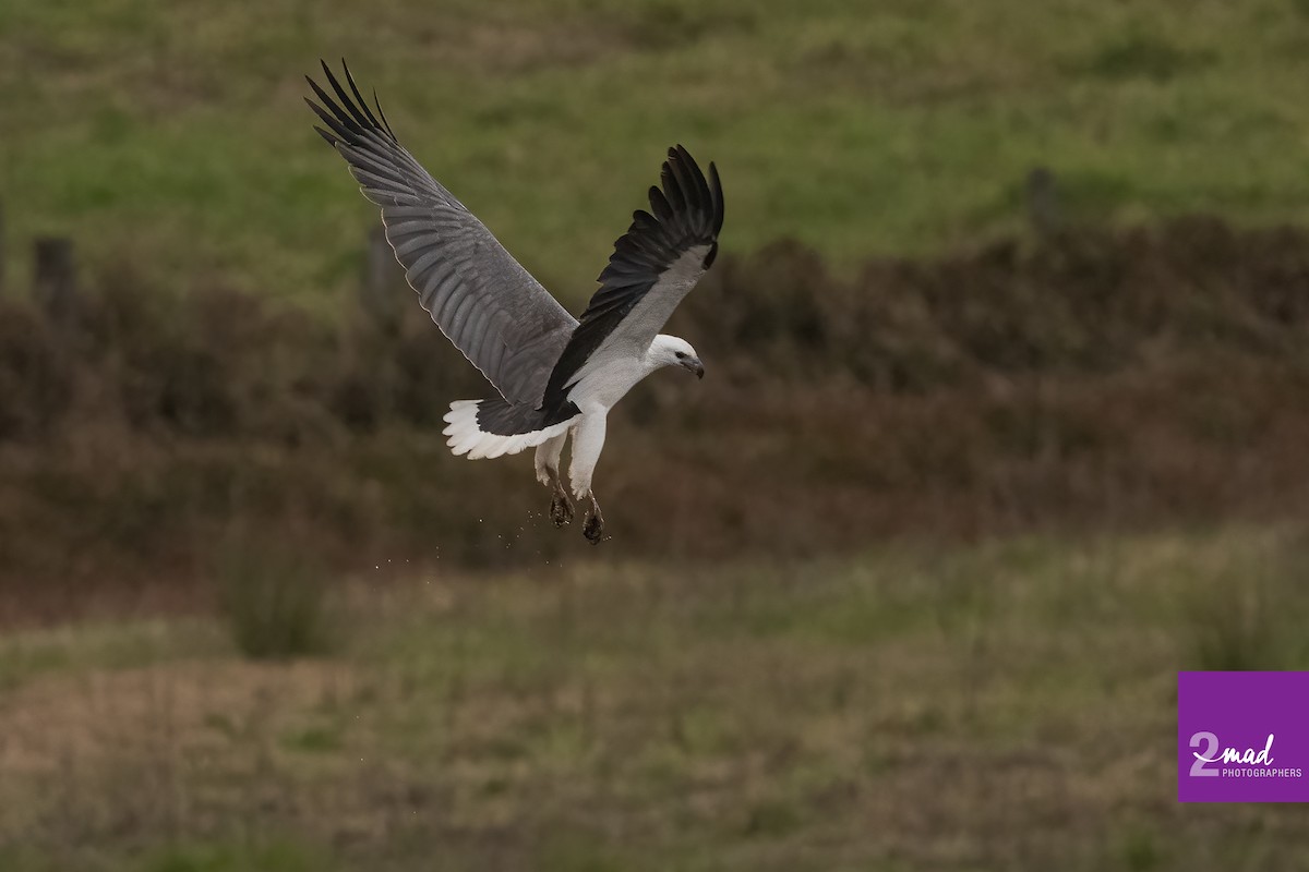 White-bellied Sea-Eagle - ML475383031