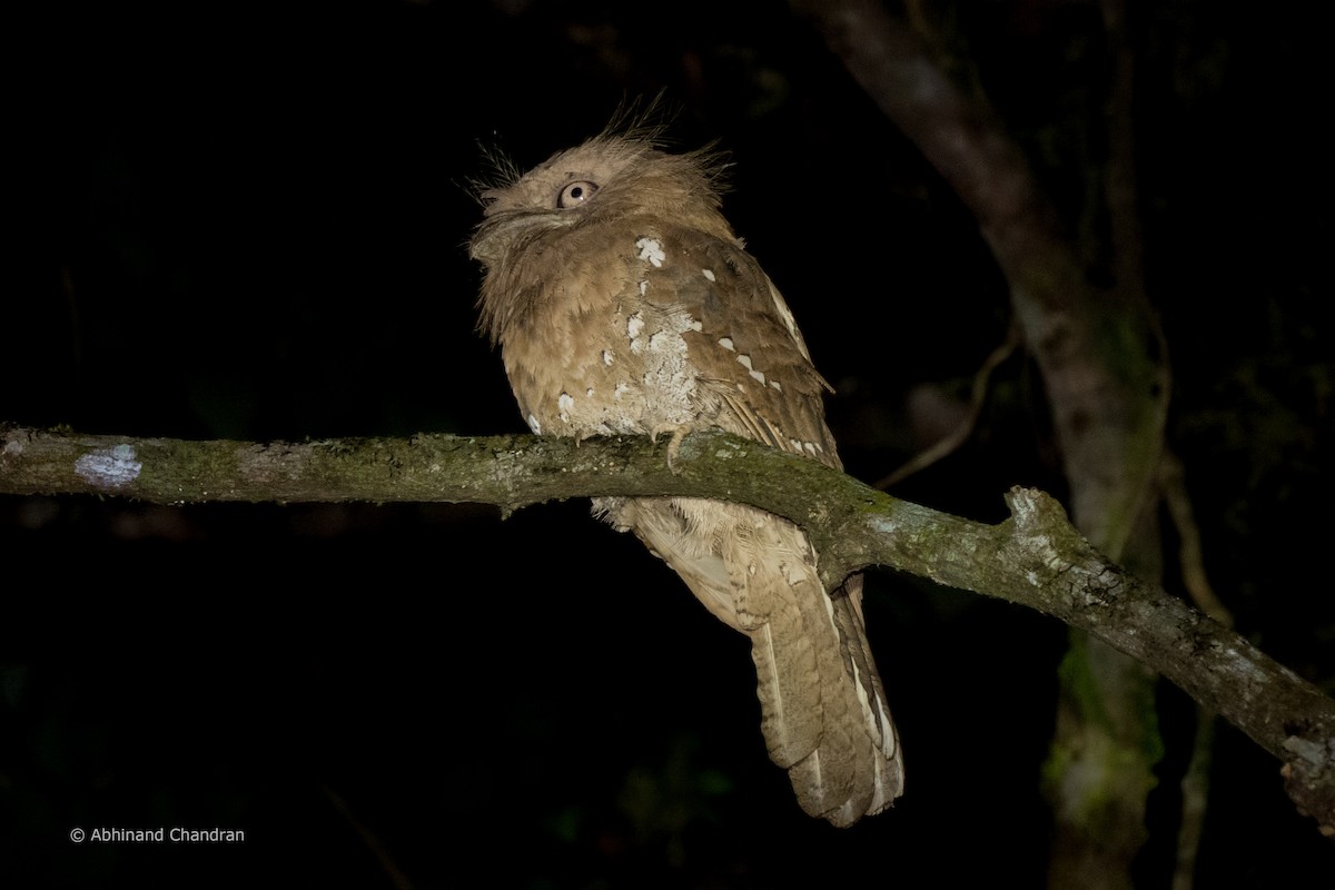 Sri Lanka Frogmouth - ML475383271