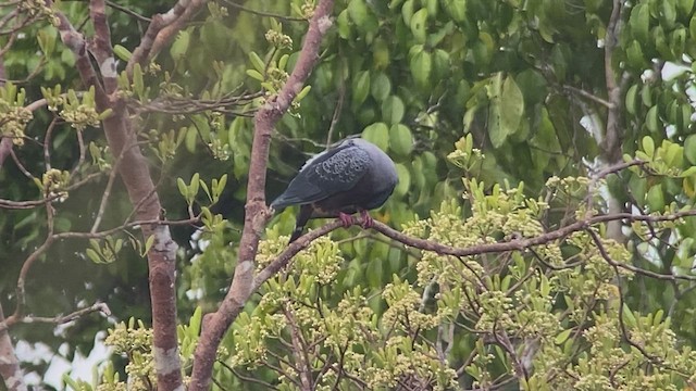 Pinon's Imperial-Pigeon (Gray-headed) - ML475383321