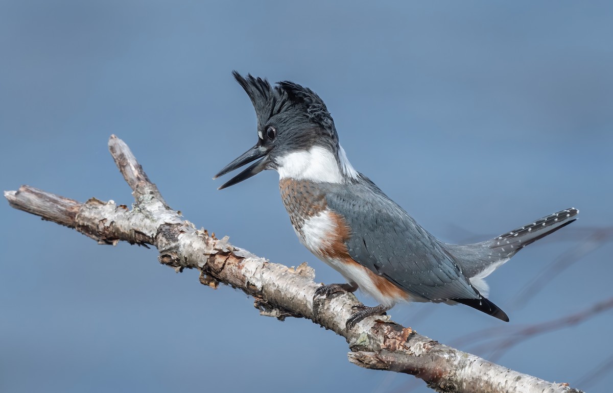 Belted Kingfisher - Annie Lavoie