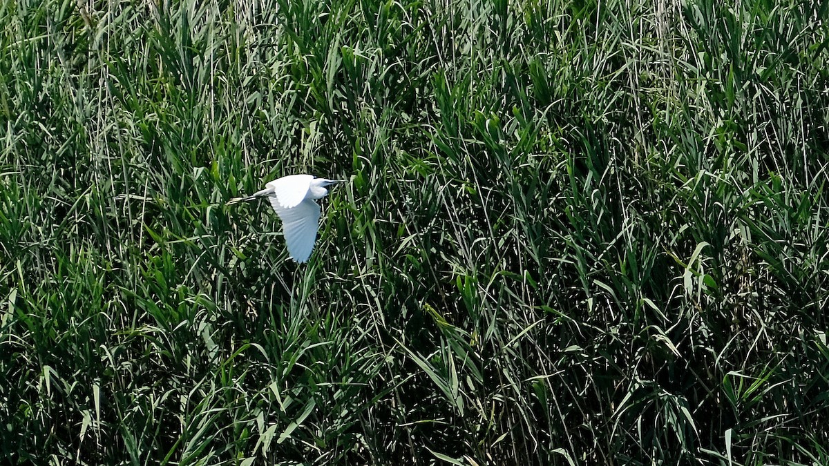 Little Egret - ML475386311