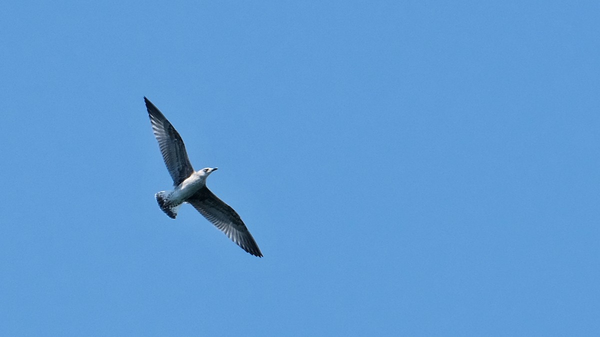 Yellow-legged Gull - Pavel Kunetek