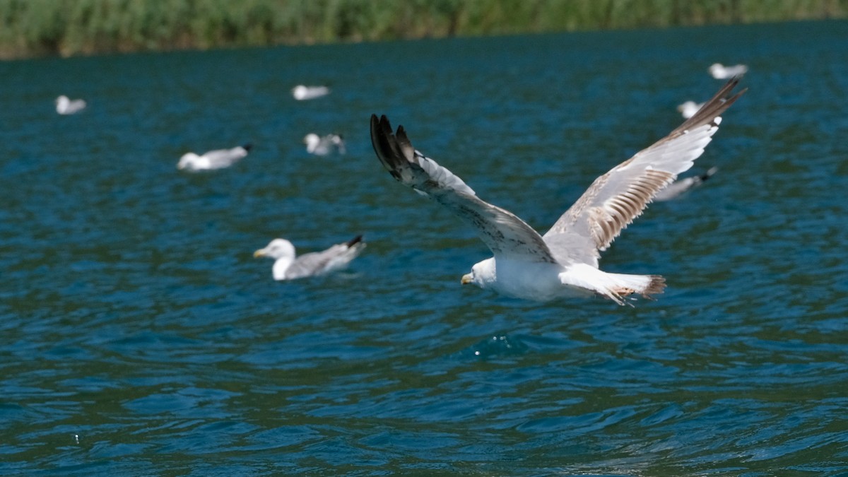 Yellow-legged Gull - ML475386351