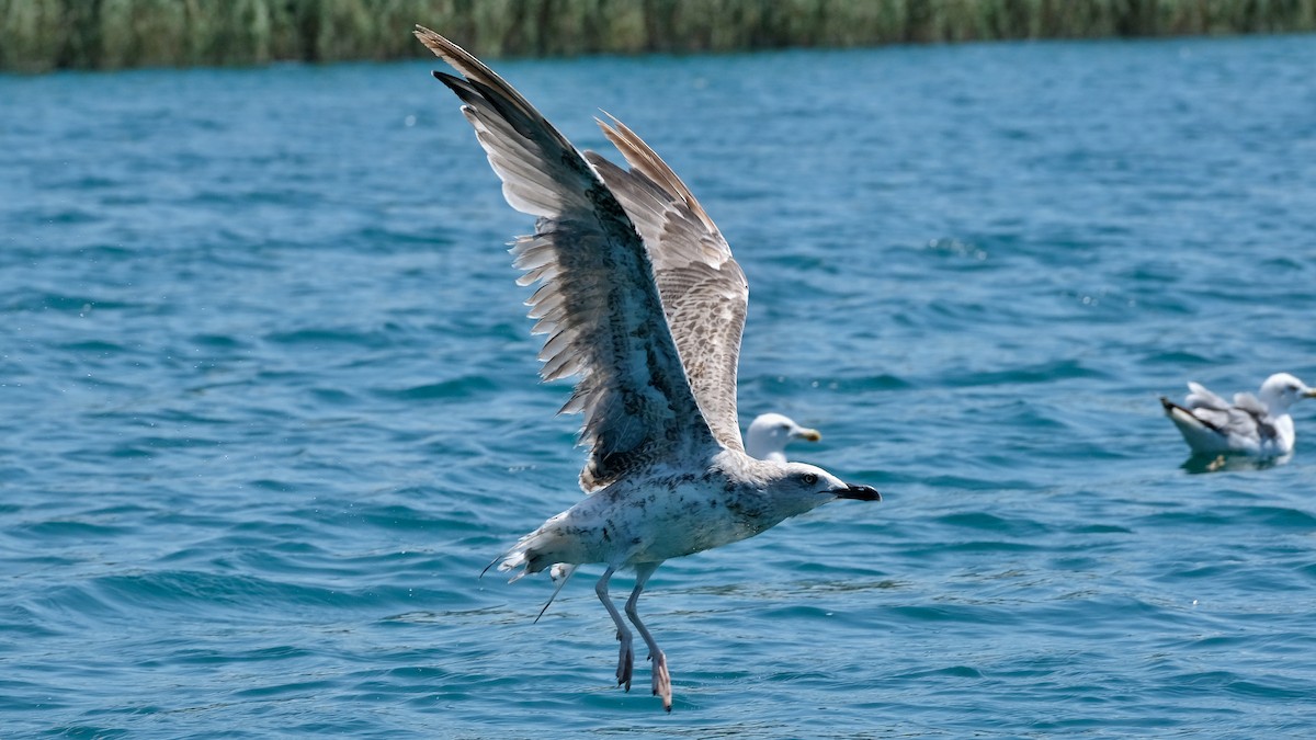 Yellow-legged Gull - ML475386381