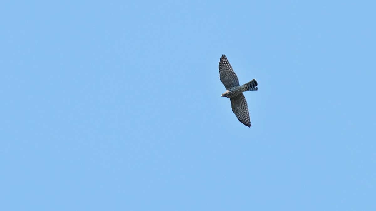 Levant Sparrowhawk - Pavel Kunetek