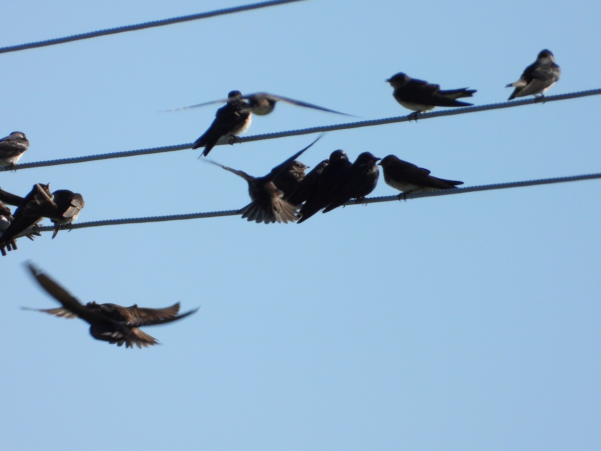 Purple Martin - ML475386991