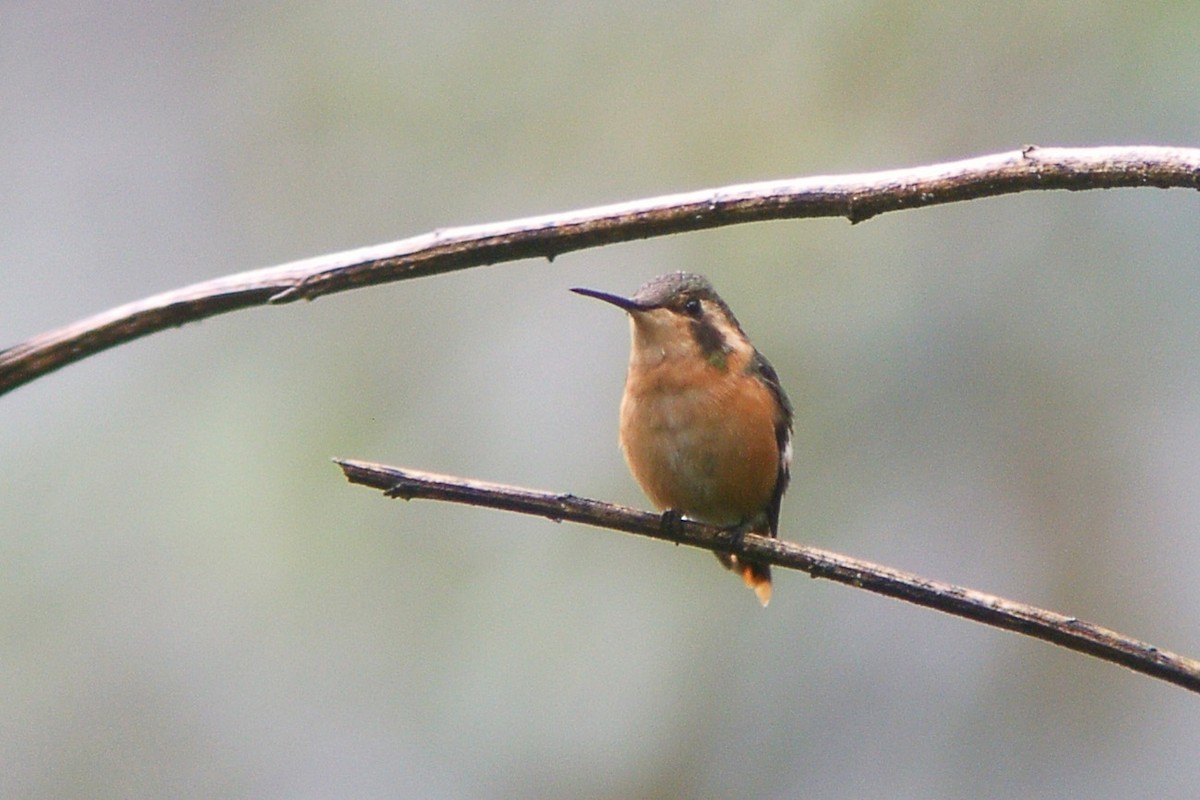 pygmékolibri - ML47538781