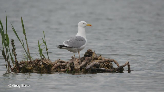Caspian Gull - ML475388741