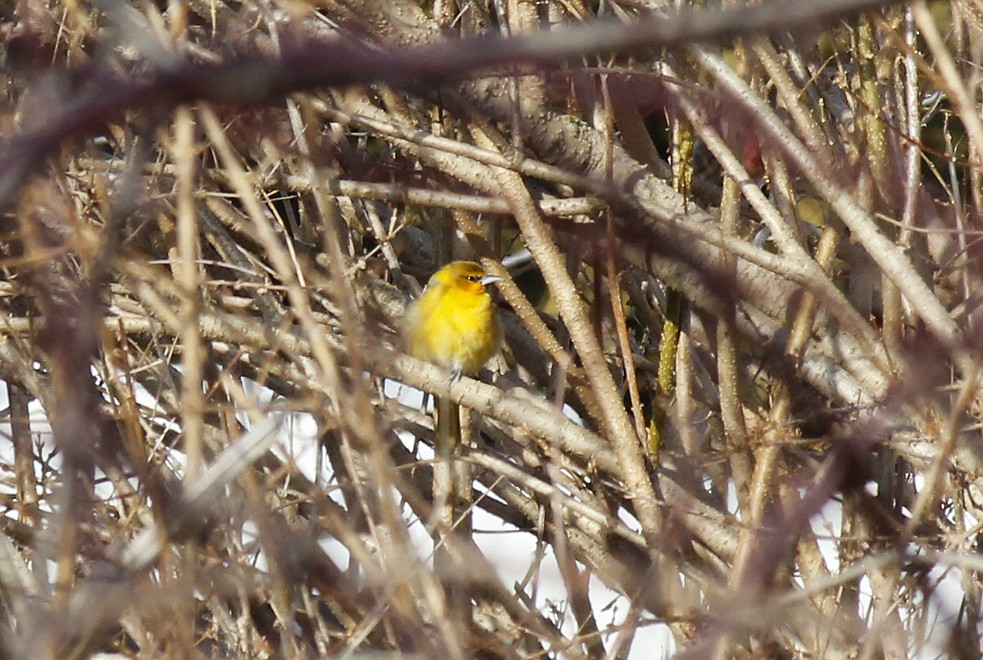 Bullock's Oriole - Collin Lima