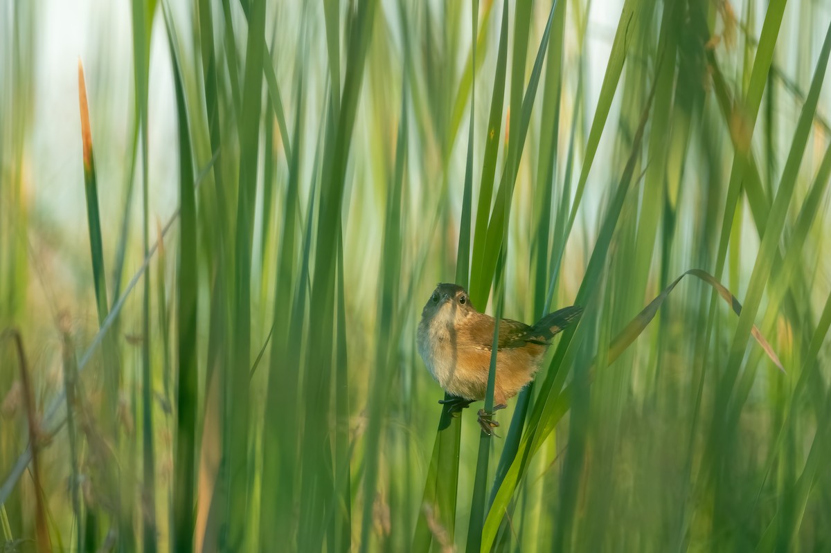 Marsh Wren - ML475389841