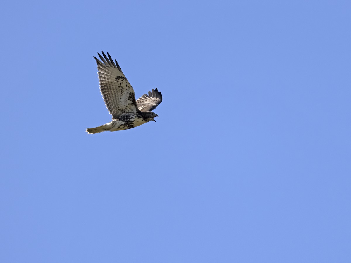 Red-tailed Hawk - Sylvain Charron