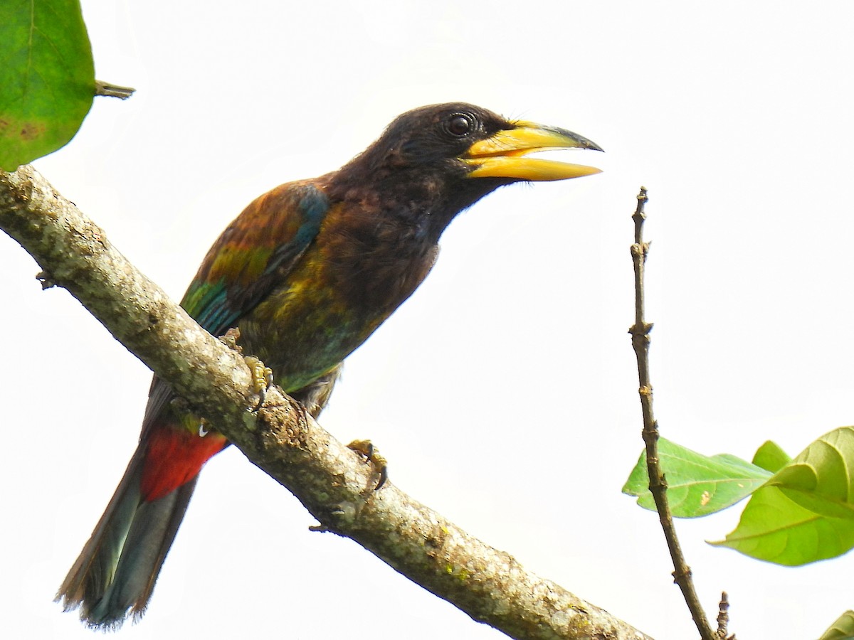barbet velký - ML475392971