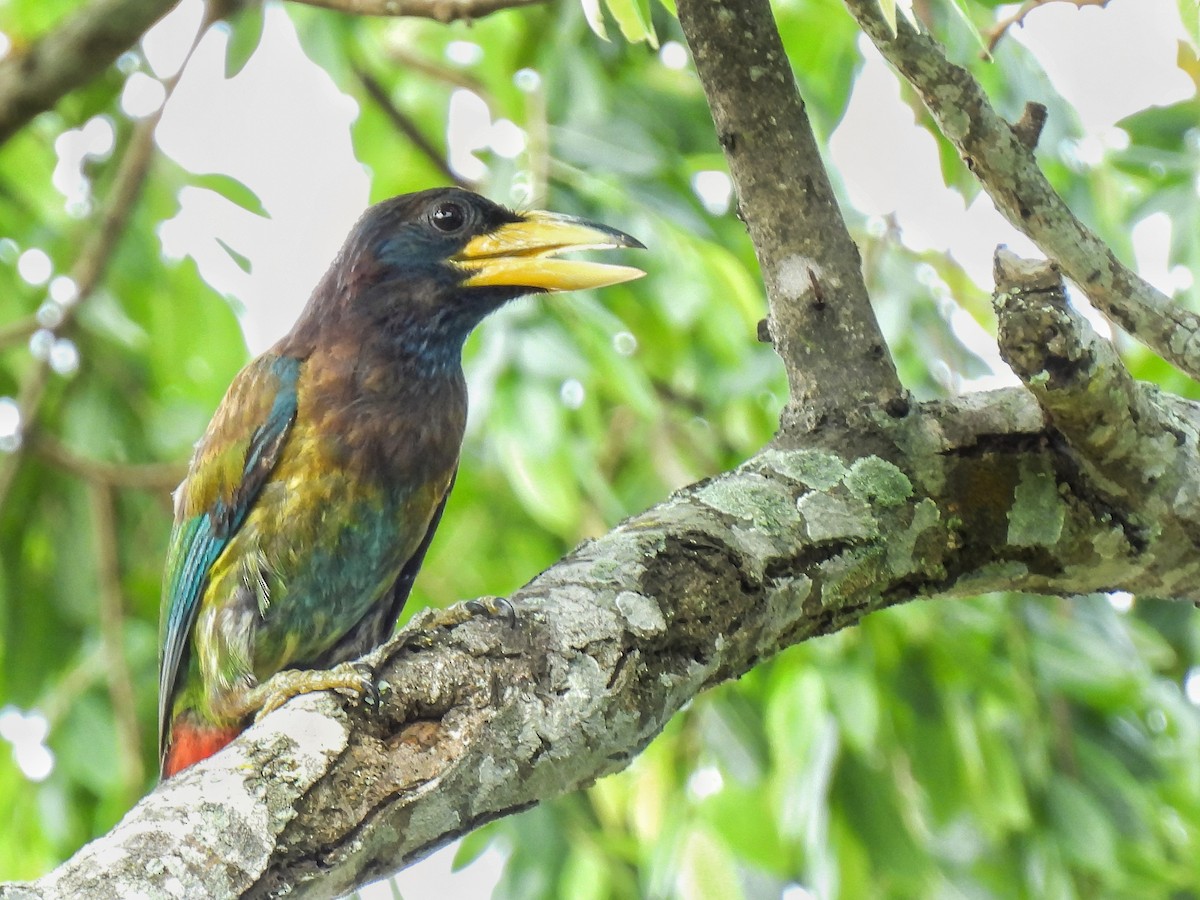 barbet velký - ML475393031