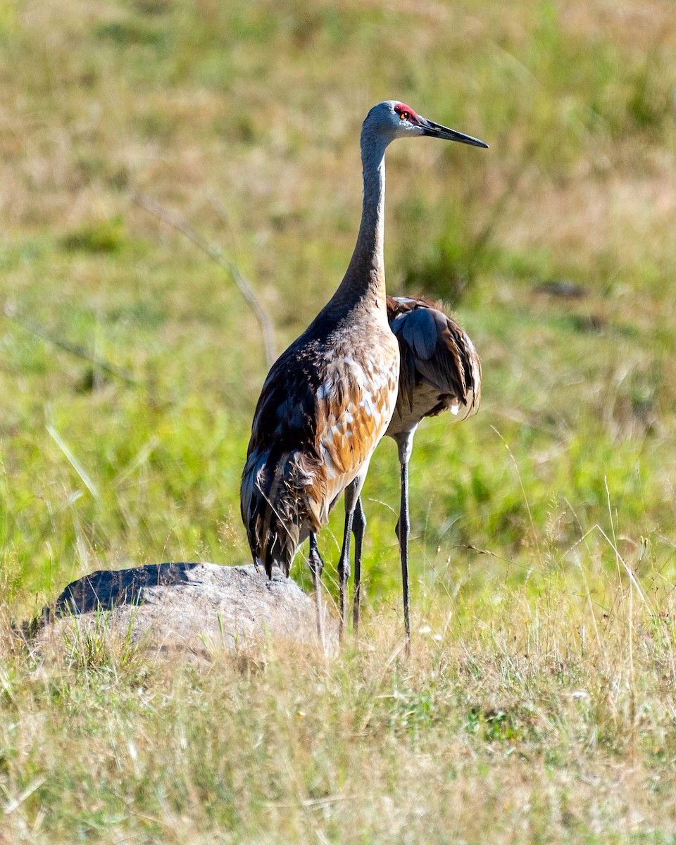 Sandhill Crane - ML475393621