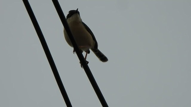 Ashy Prinia - ML475394121