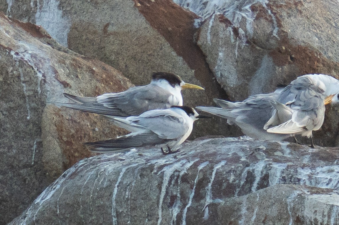 White-fronted Tern - ML475396631