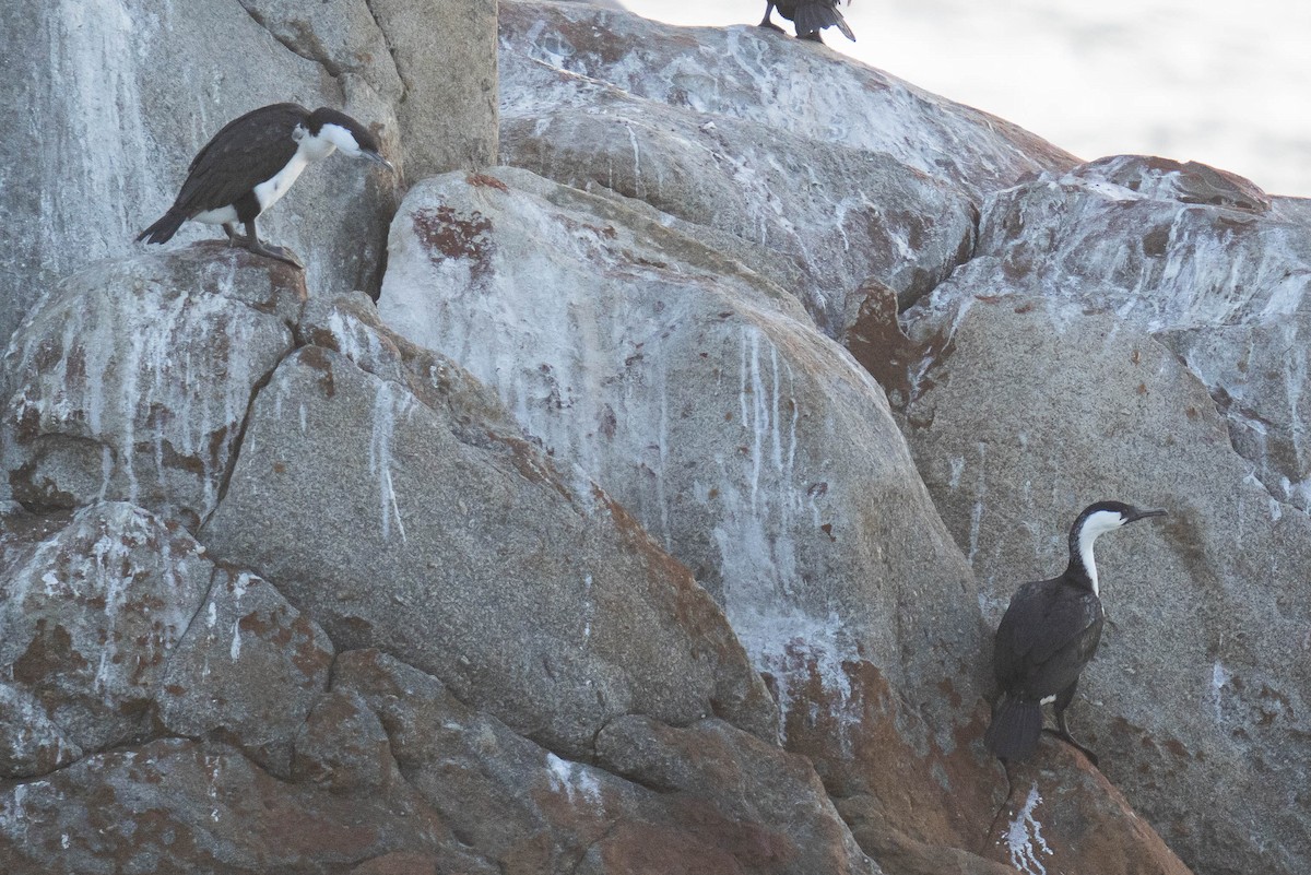 Black-faced Cormorant - ML475396651