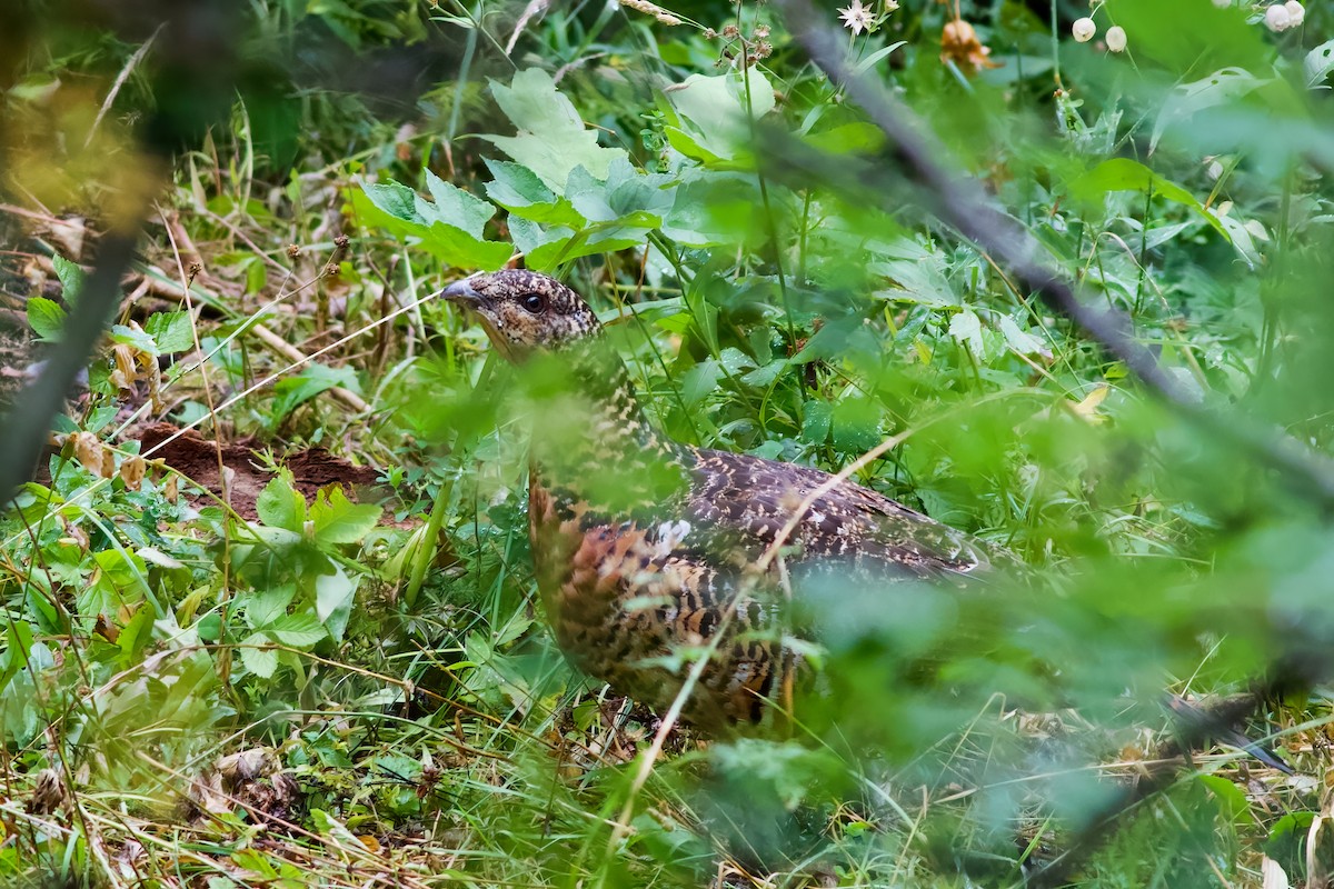 Western Capercaillie - Clement Charenton