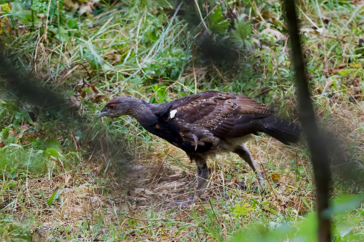 Western Capercaillie - Clement Charenton