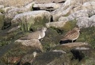 shorebird sp. - gail white