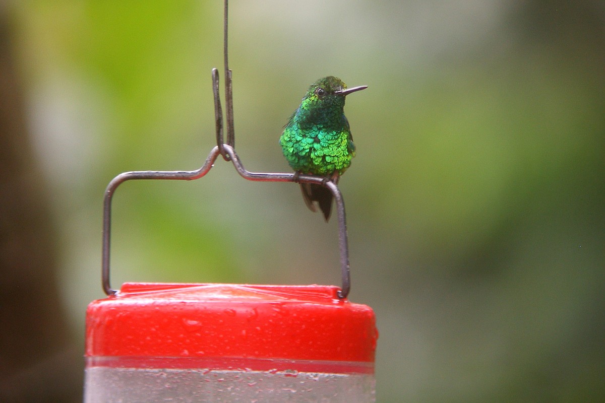 kolibřík blýskavý - ML47539991