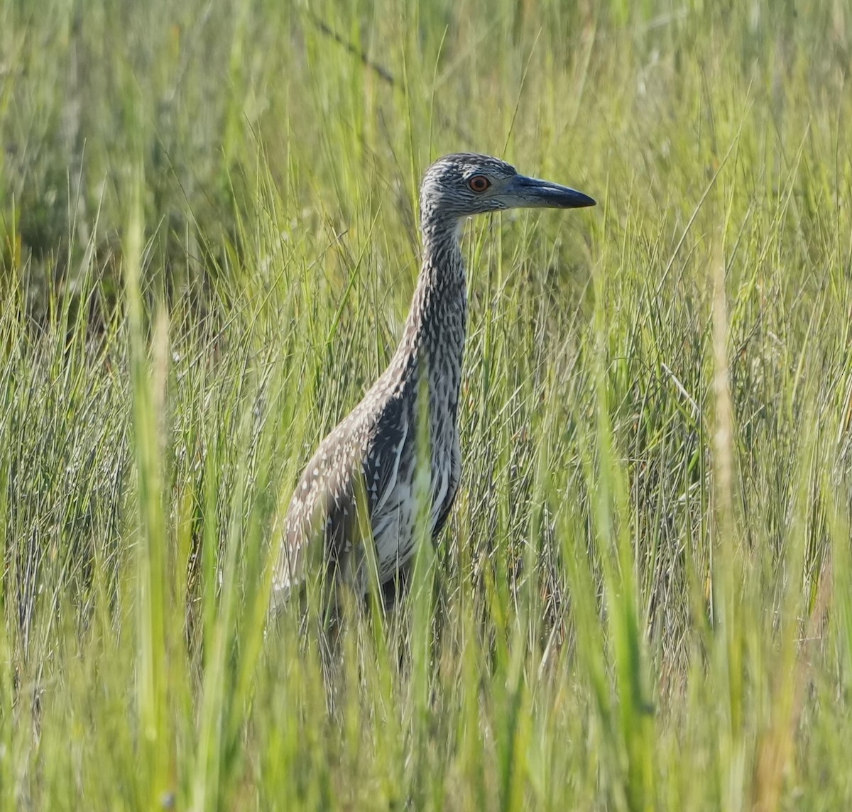 Yellow-crowned Night Heron - ML475399981