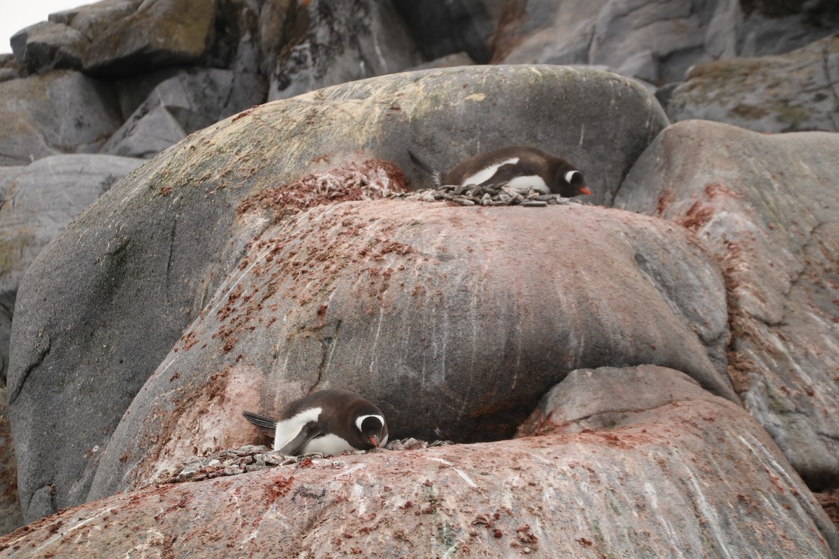 Gentoo Penguin - Guillaume Calcagni