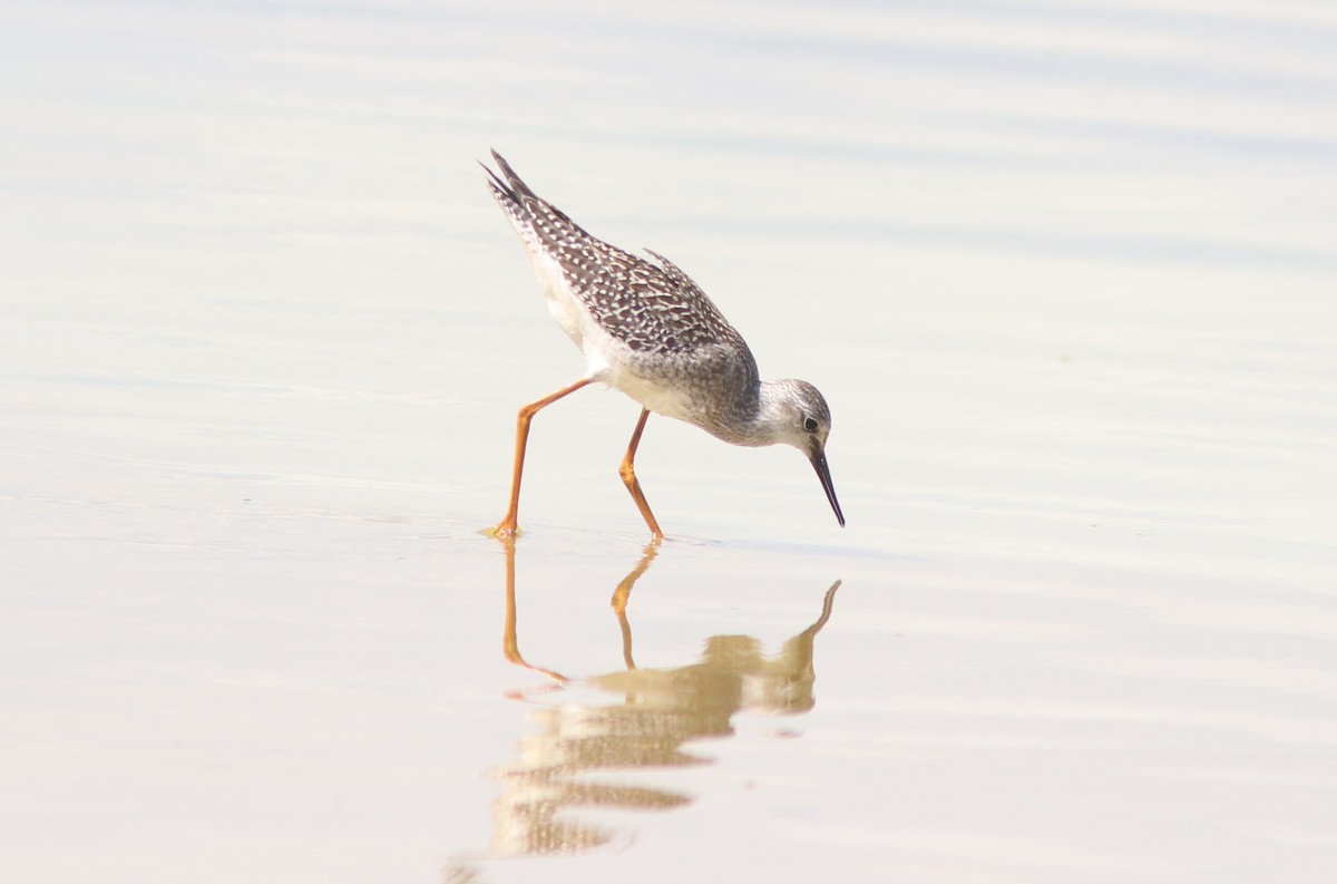 Lesser Yellowlegs - Real Gauthier