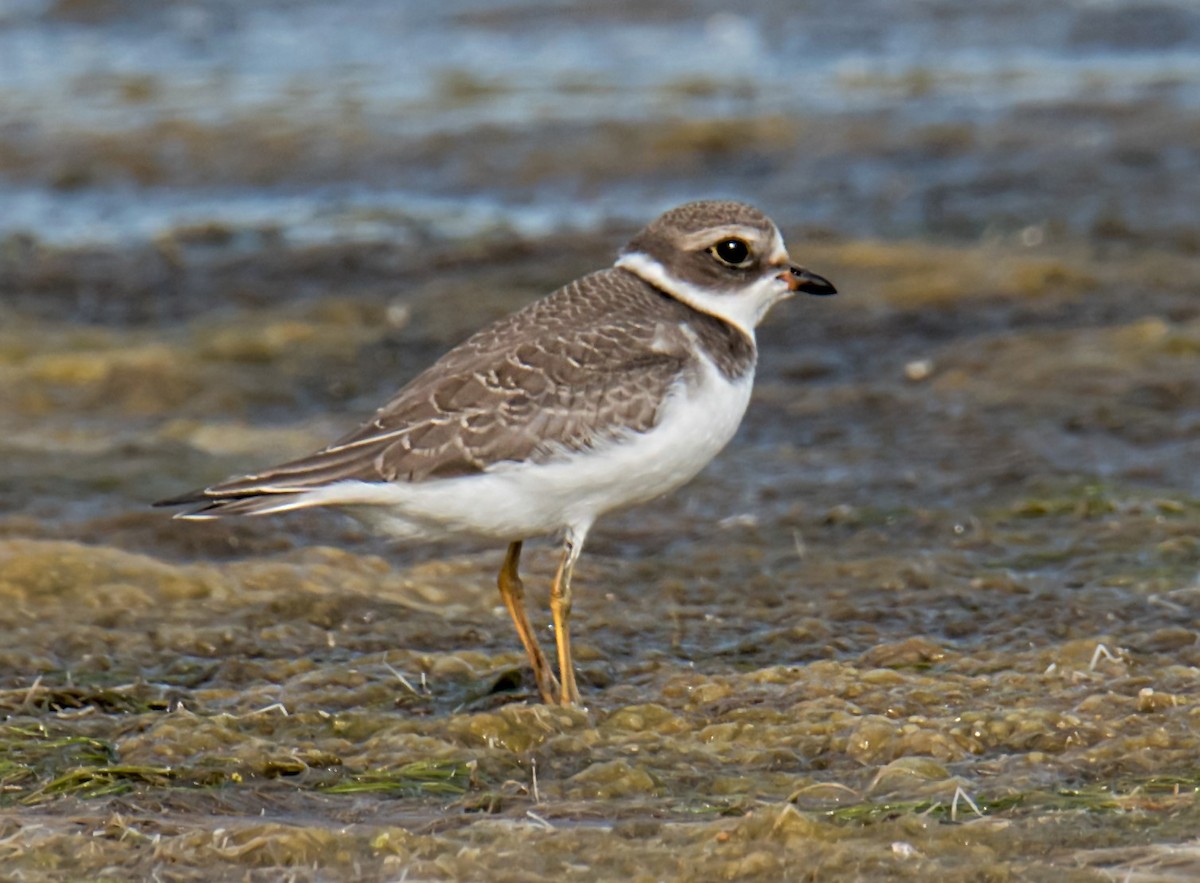 Semipalmated Plover - Terry & Joanne Johnson