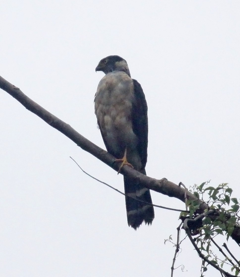 Gavilán Bicolor - ML475403171