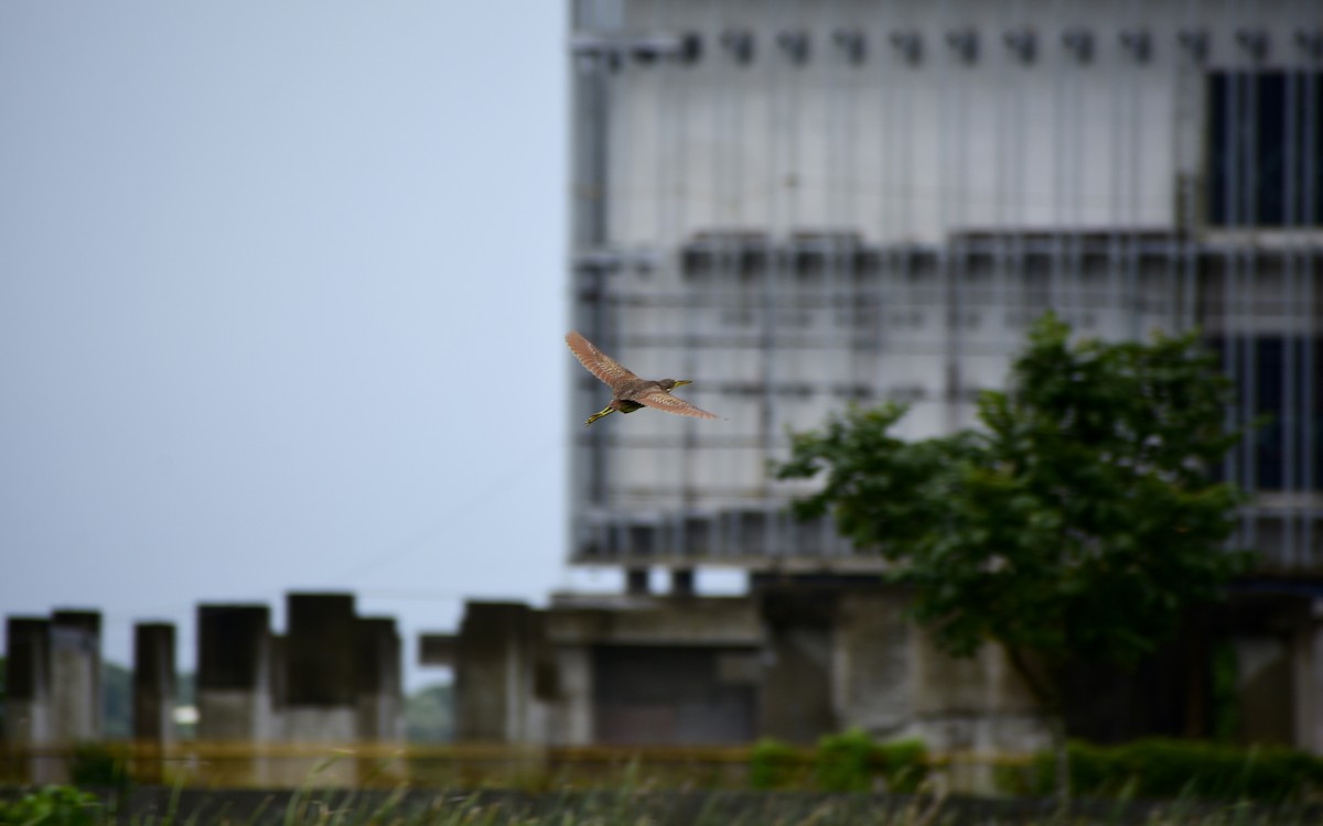 Cinnamon Bittern - ML475403431