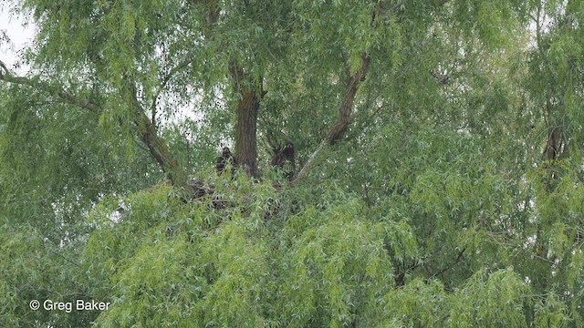 White-tailed Eagle - ML475403561