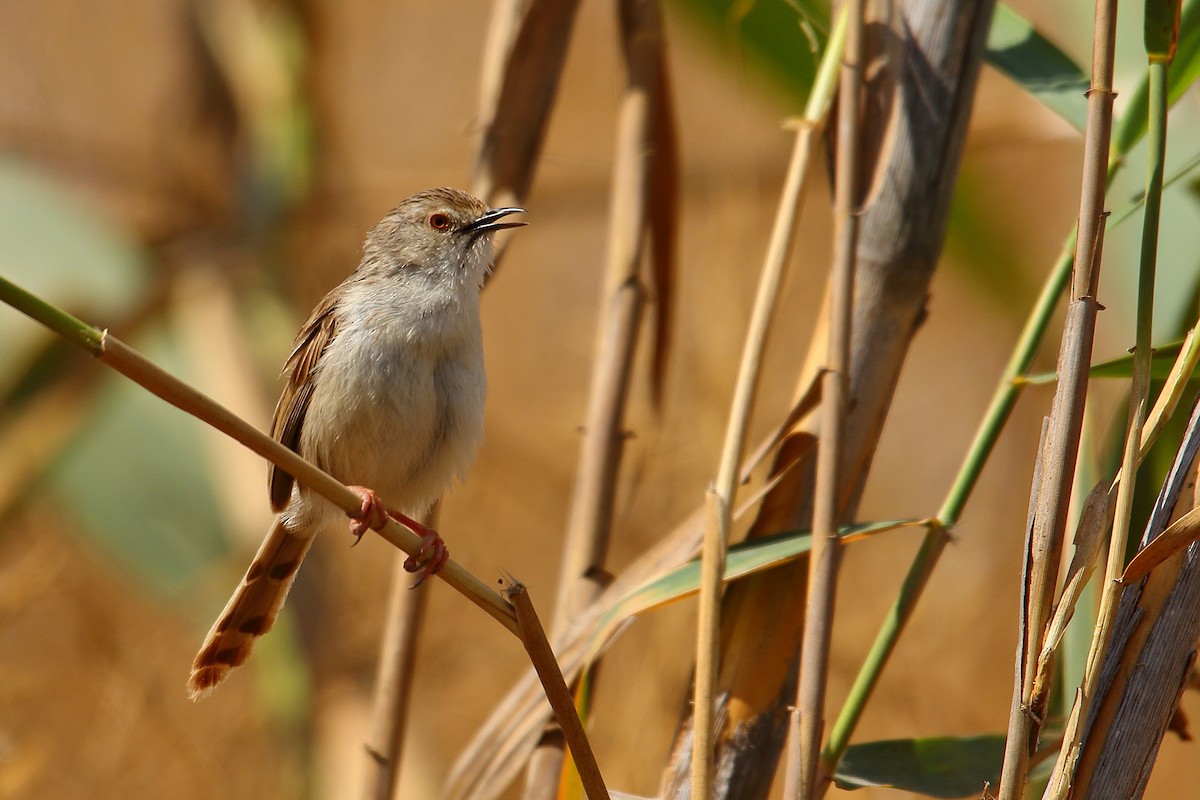 Graceful Prinia - ML475404131