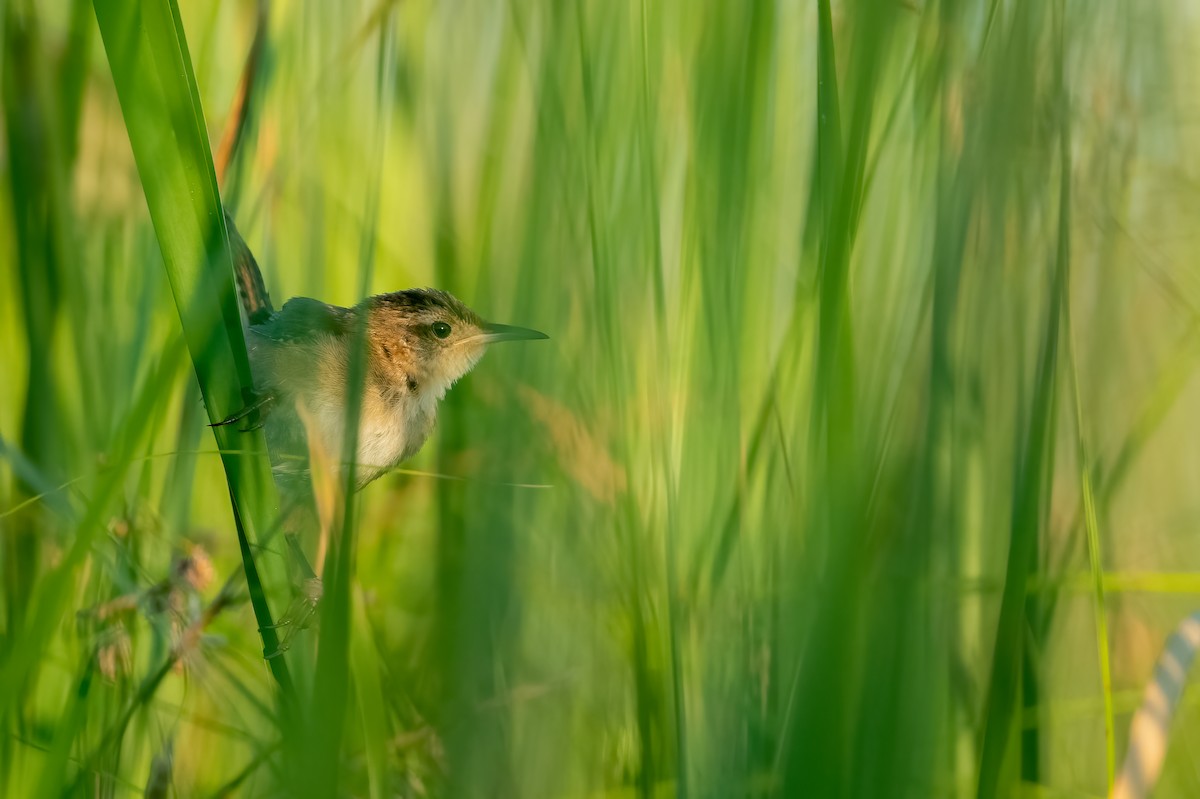 Marsh Wren - ML475405701