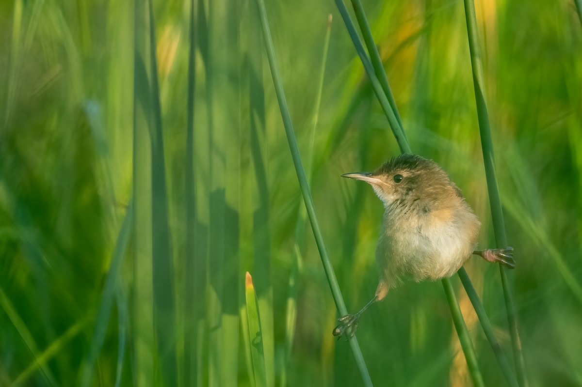 Marsh Wren - ML475405741