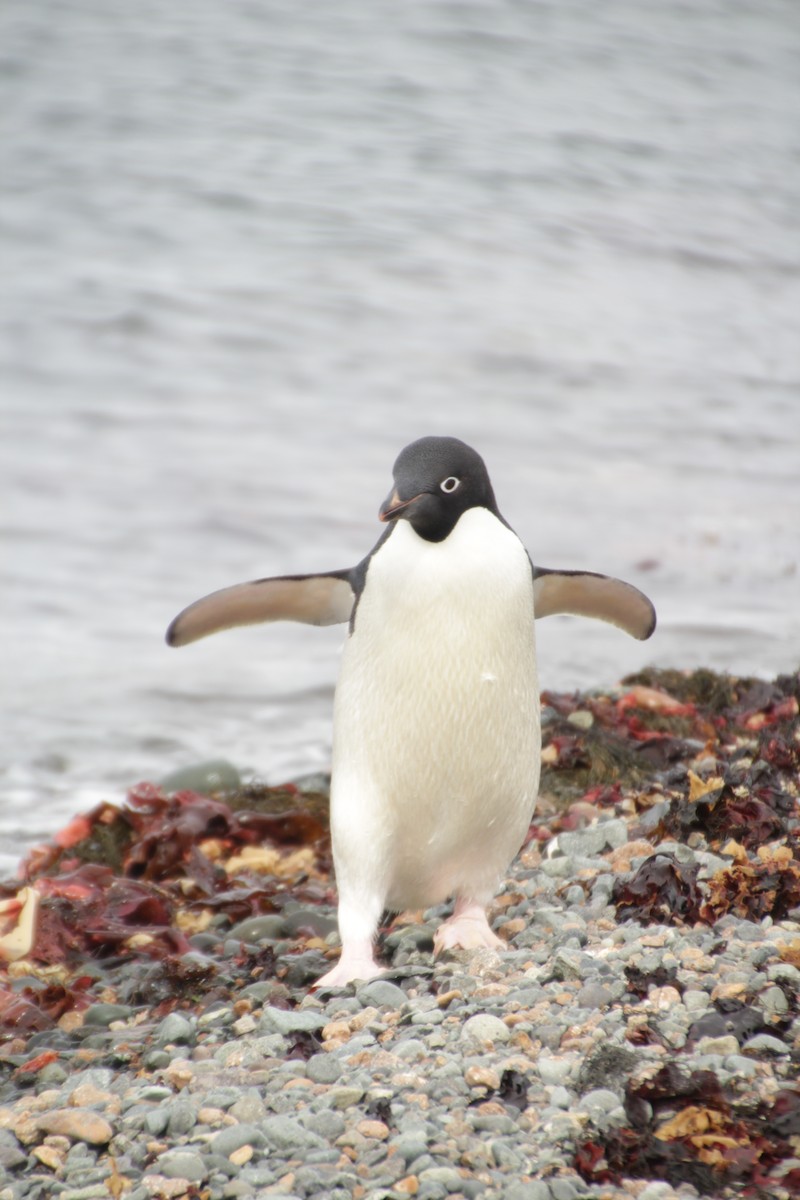 Adelie Penguin - ML475405751