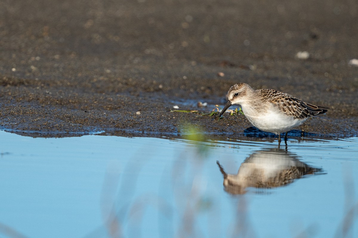 Least Sandpiper - ML475407071