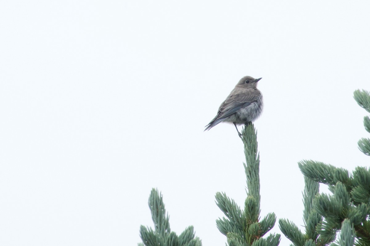 Mountain Bluebird - A Branch