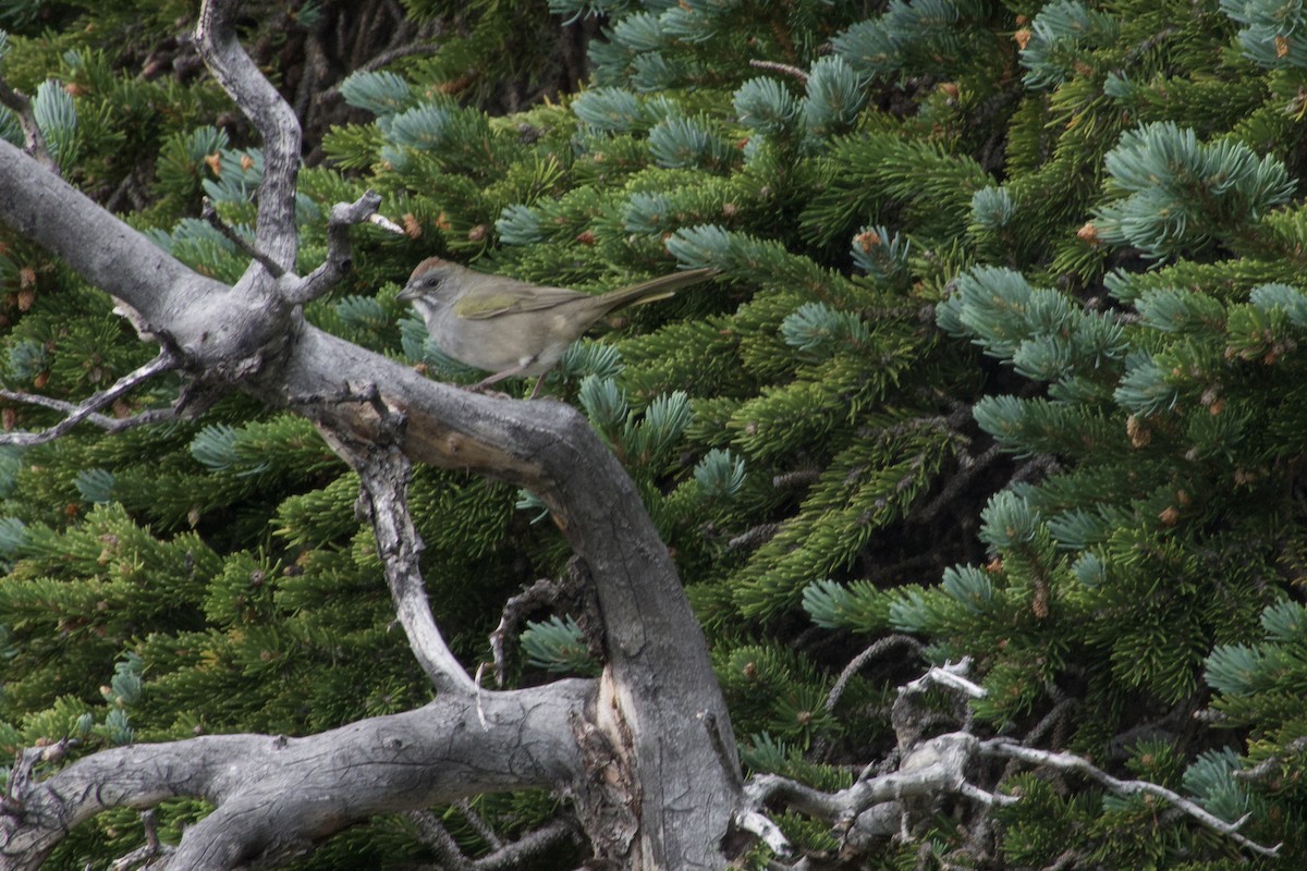 Green-tailed Towhee - ML475407621