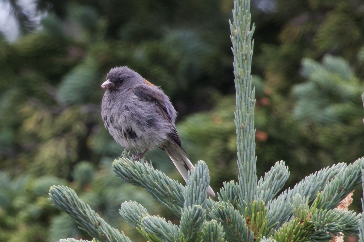 strnadec zimní (ssp. caniceps) - ML475407651