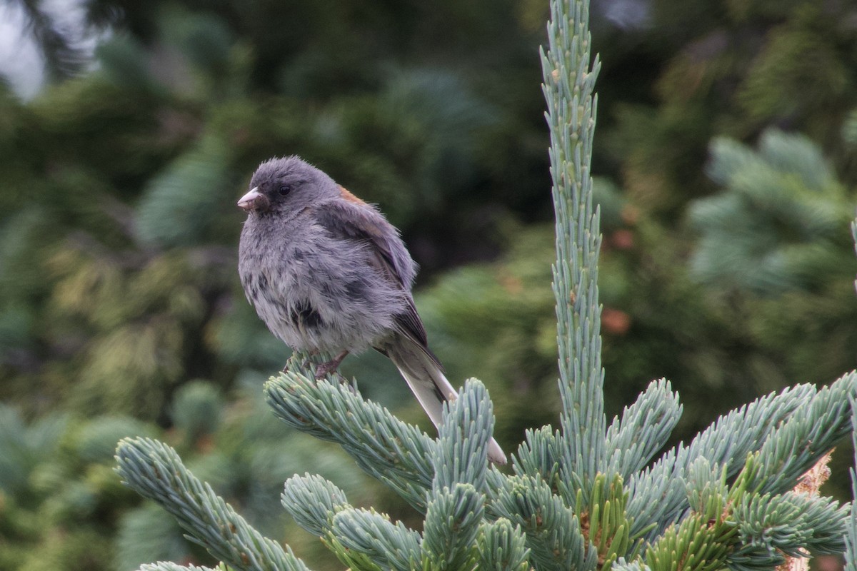 Junco ardoisé (caniceps) - ML475407651