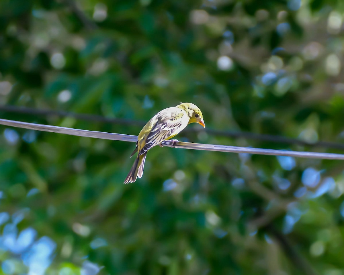 Western Tanager - ML475407661