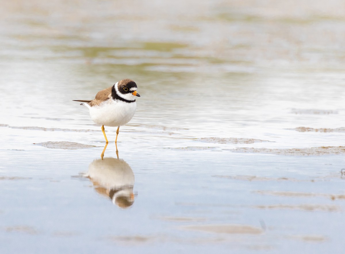 Semipalmated Plover - Amy Roberts