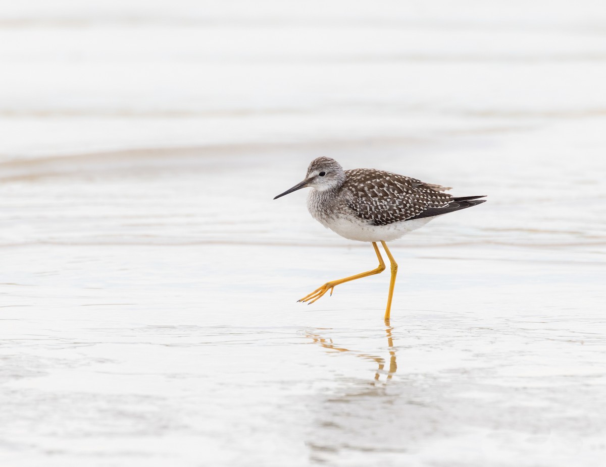 Lesser Yellowlegs - ML475407911