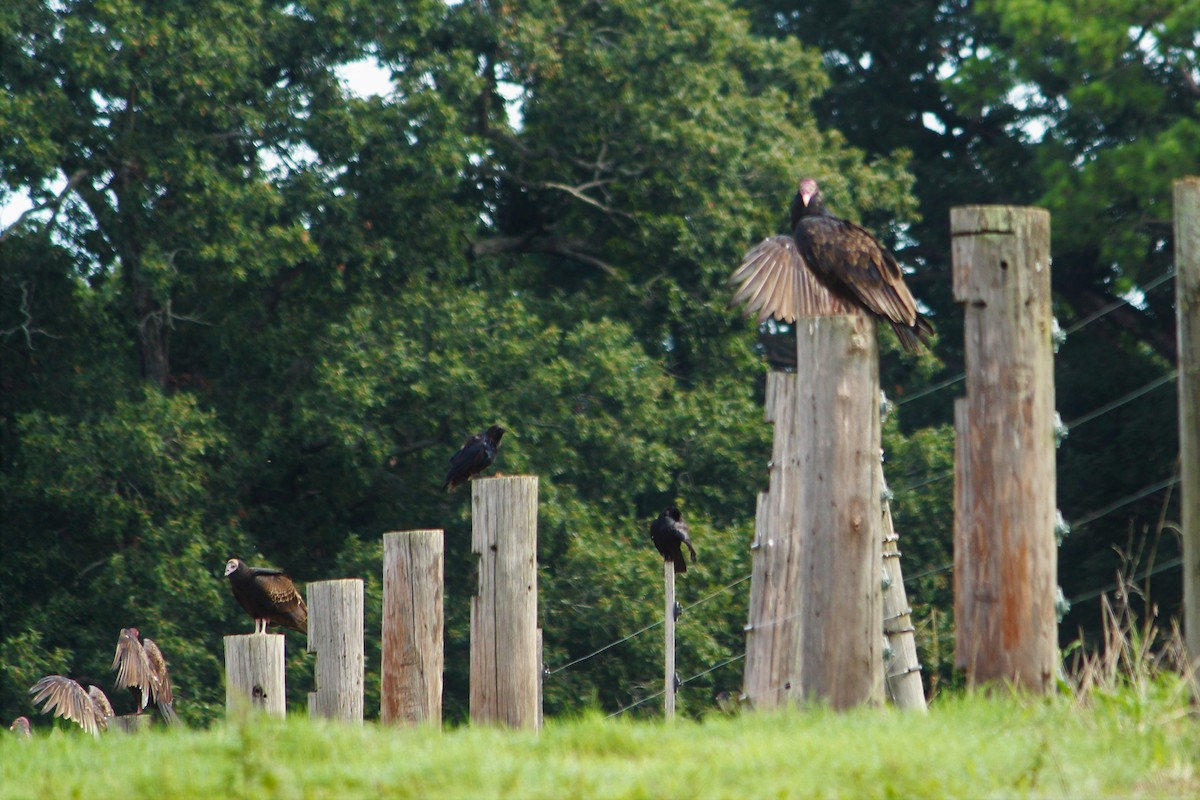 Turkey Vulture - ML475410321