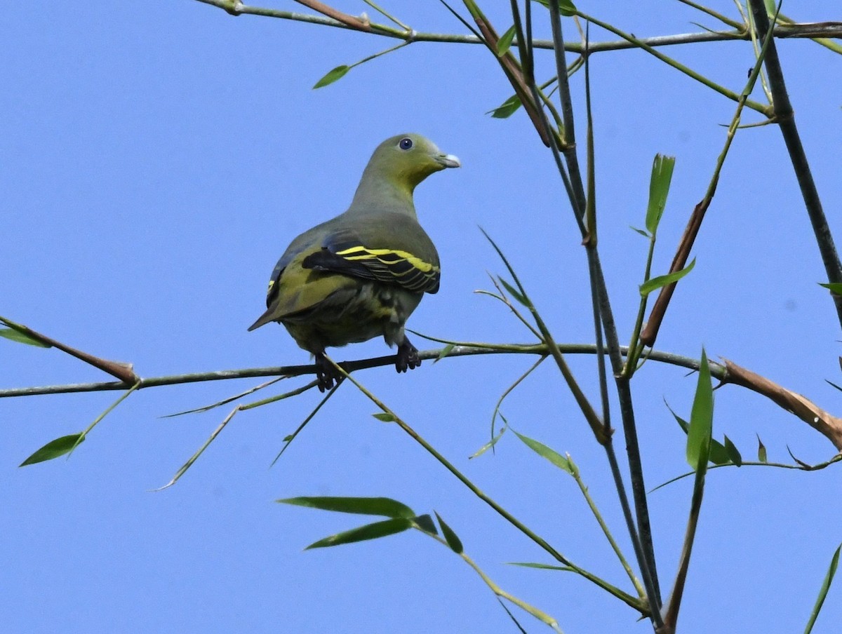 Серолобый зелёный голубь - ML475410551