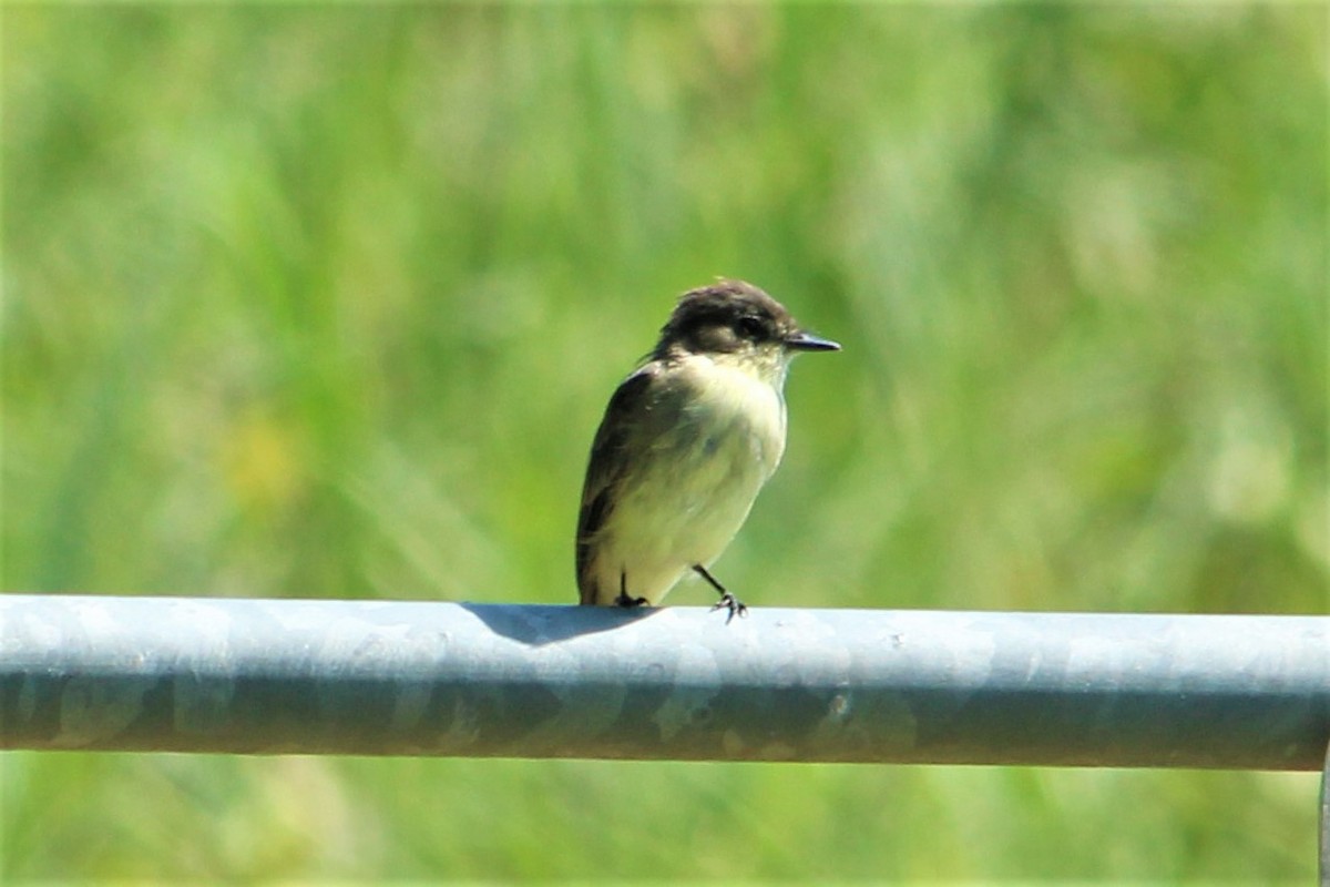 Eastern Phoebe - ML475410561