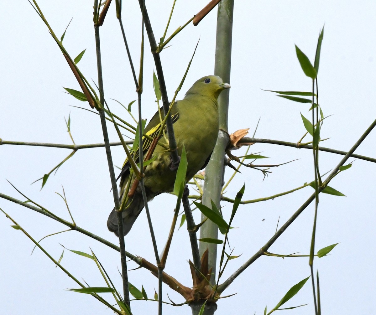 Gray-fronted Green-Pigeon - mathew thekkethala