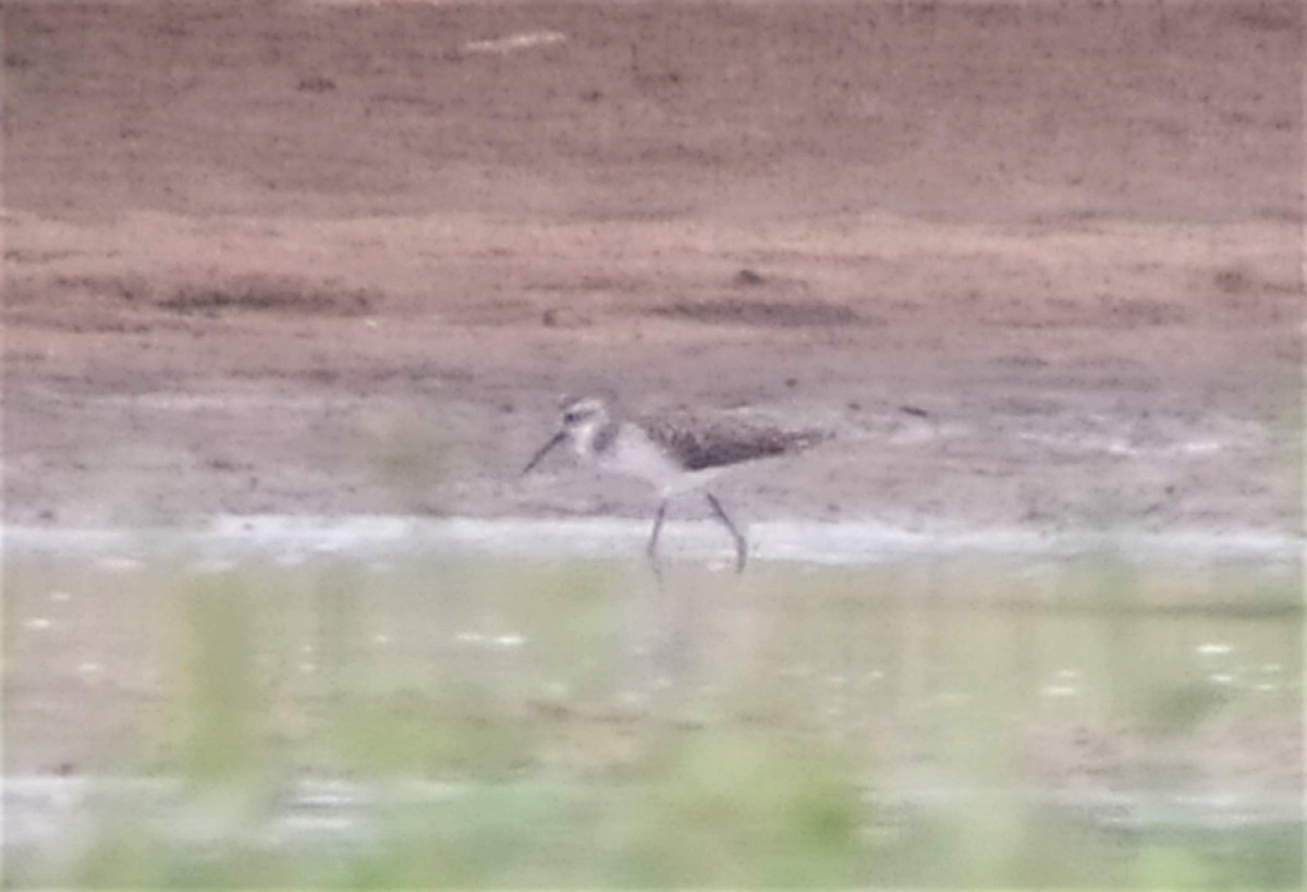 Marsh Sandpiper - ML475411261