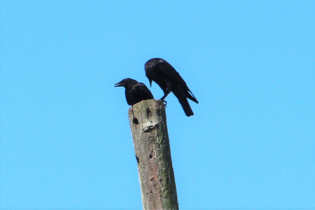 American Crow - ML475411401